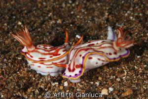 Coupling of love by Afflitti Gianluca 